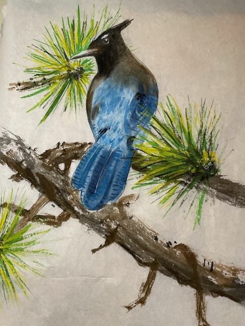 Western Jay